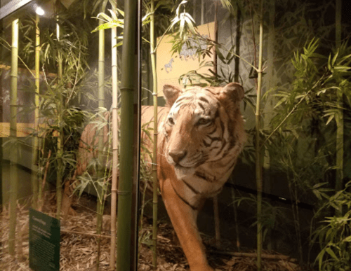 A lifelike tiger model surrounded by bamboo in a natural history exhibit.