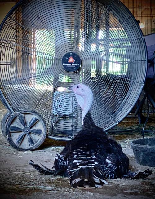 A turkey rests on the ground in front of a large industrial fan in a barn setting.