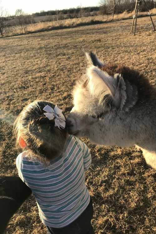 A young child with a bow in her hair interacts with a friendly llama in a grassy field.