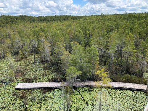 A wooden boardwalk stretches through a lush green wetland filled with lily pads and surrounded by trees under a cloudy sky.