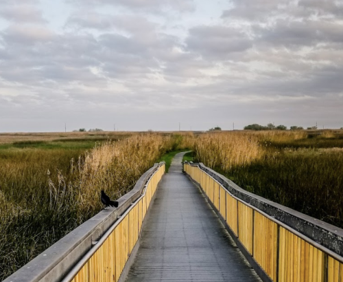 A wooden boardwalk leads through tall grasses under a cloudy sky, with a bird perched on the railing.