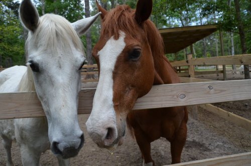 Two horses, one white and one chestnut, stand close together by a wooden fence in a wooded area.