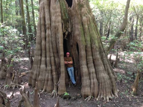 A person stands inside a large, hollow tree trunk in a lush forest, surrounded by greenery and cypress knees.