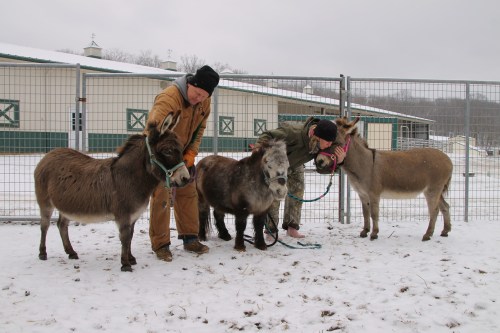 Two people interact with three donkeys in a snowy outdoor setting, with a barn visible in the background.