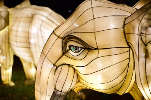 Close-up of a glowing elephant lantern, showcasing intricate details and a bright eye against a dark background.