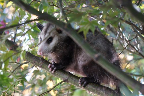 A possum perched on a branch among green leaves, looking curiously at its surroundings.