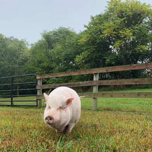 A small pig stands in a grassy field near a wooden fence, surrounded by trees and a cloudy sky.