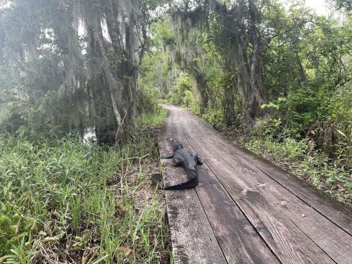 An alligator rests on a wooden boardwalk surrounded by lush greenery and trees in a swampy area.