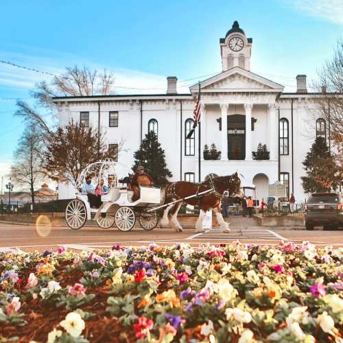A horse-drawn carriage passes by a historic white courthouse, with colorful flowers in the foreground and a clear blue sky.