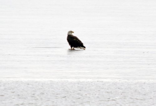A solitary eagle stands on a calm, reflective body of water, surrounded by a misty, gray atmosphere.