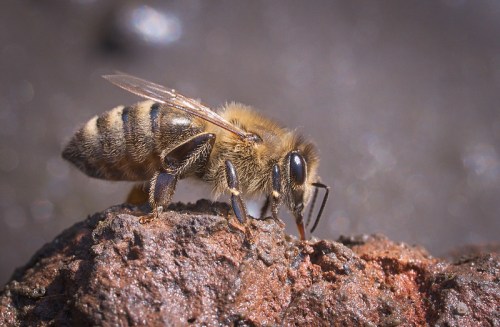 Close-up of a bee perched on a rock, with detailed focus on its body and wings against a blurred background.
