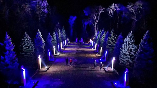 A nighttime scene of a forest path lined with illuminated trees and colorful lights, with people walking along the path.