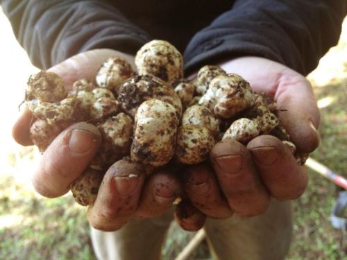 A person holds a handful of dirty, round white mushrooms, showcasing their earthy texture and shape.