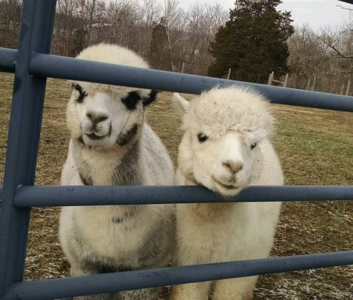 Two fluffy alpacas with distinct markings peering through a fence in a grassy field.