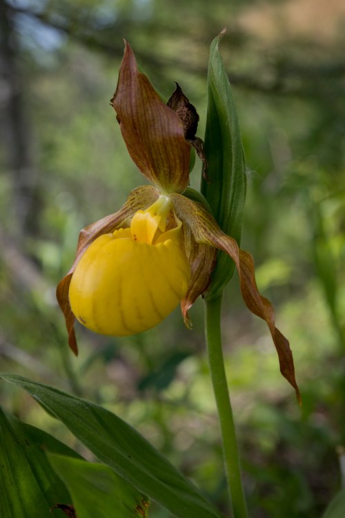 A close-up of a yellow orchid with brownish petals, surrounded by green foliage in a natural setting.