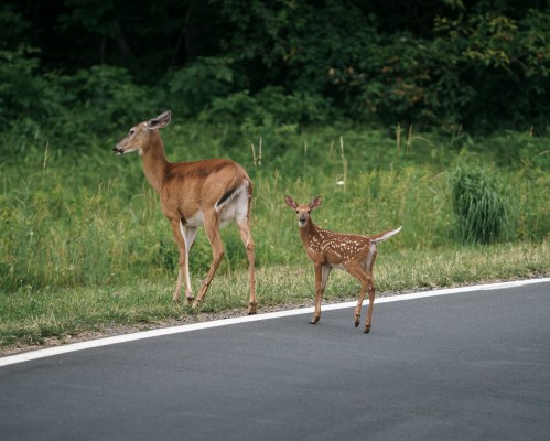 A doe and her fawn walking along a roadside, surrounded by lush green grass and trees.