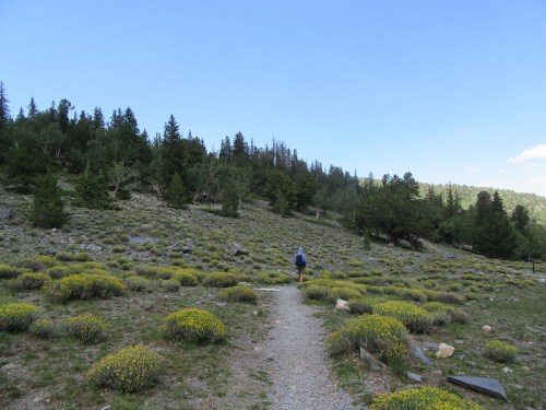 A person walks along a gravel path through a grassy area dotted with yellow flowers and surrounded by trees.