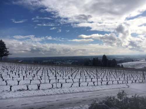 A snowy vineyard landscape under a cloudy sky, with rows of bare vines stretching across the hills.