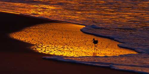 A silhouette of a bird stands on a sandy shore reflecting golden hues from the sunset over gentle waves.