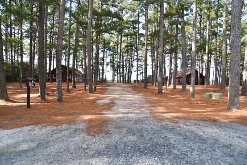 A gravel path leads through a pine forest to two rustic cabins surrounded by pine needles and trees.