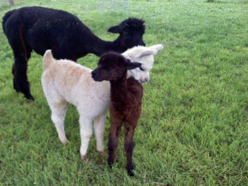 Three alpacas stand together in a grassy field, two are light-colored and one is black.