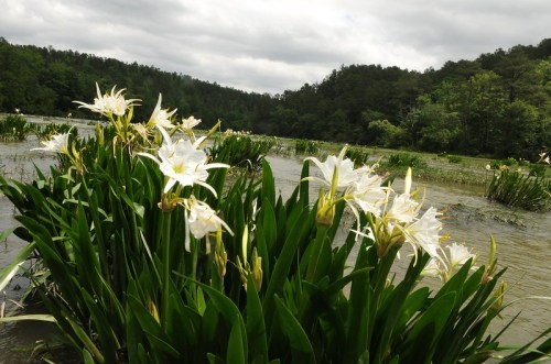 White flowers bloom among lush green plants by a serene river, with a backdrop of trees and cloudy skies.