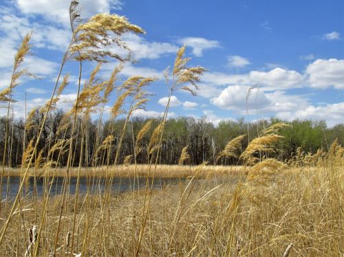 Tall grasses sway gently by a calm water body under a bright blue sky with fluffy white clouds.