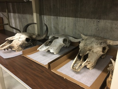 Three animal skulls with horns displayed on a shelf, resting on gray padding in a storage area.