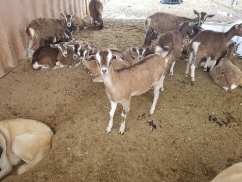 A group of goats resting on straw in a barn, with some standing and others lying down.