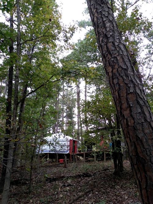 A secluded campsite in a forest, featuring a yurt surrounded by tall trees and greenery.
