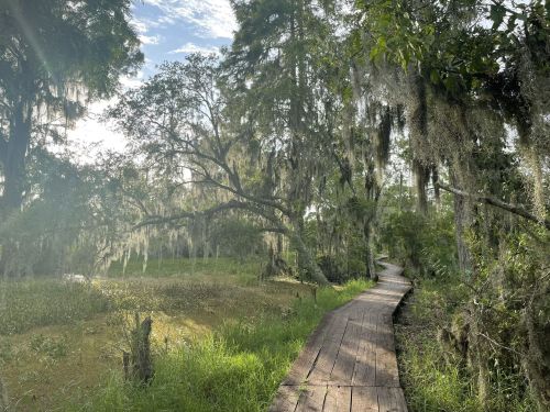 A wooden boardwalk winds through a lush, green landscape with trees draped in Spanish moss under a bright sky.