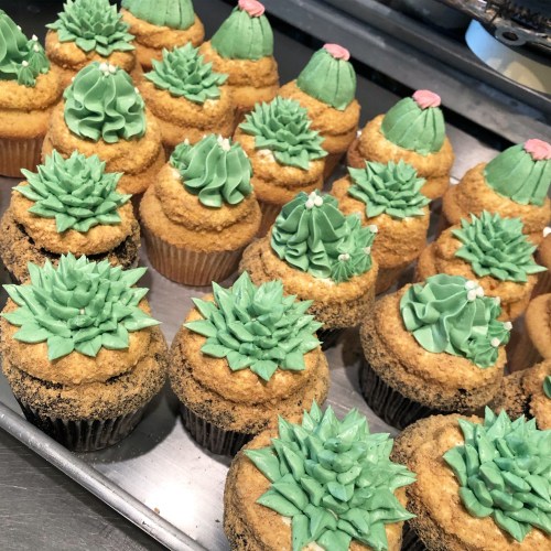 A tray of cupcakes decorated to resemble cacti, featuring green frosting and crumbly topping for a sandy effect.