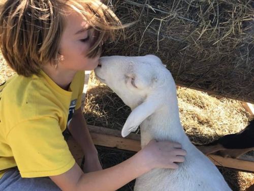 A child in a yellow shirt gently kisses a white goat in a barn setting, surrounded by hay.
