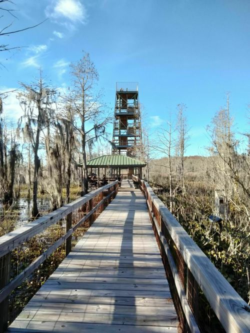 A wooden boardwalk leads to a tall observation tower surrounded by cypress trees and a clear blue sky.