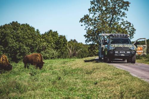 A camouflaged truck parked on a grassy road, with bison grazing nearby under a clear blue sky.