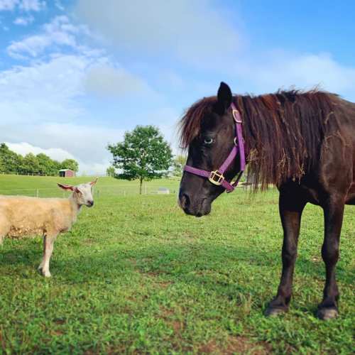 A horse and a goat stand together in a green field under a blue sky with scattered clouds.