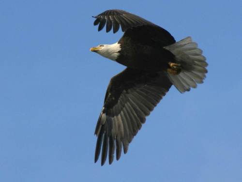 A bald eagle soaring against a clear blue sky, wings spread wide and feathers detailed.