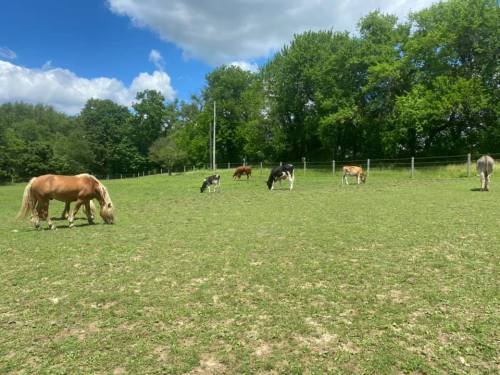 A sunny pasture with several horses grazing on green grass, surrounded by trees and a blue sky with clouds.