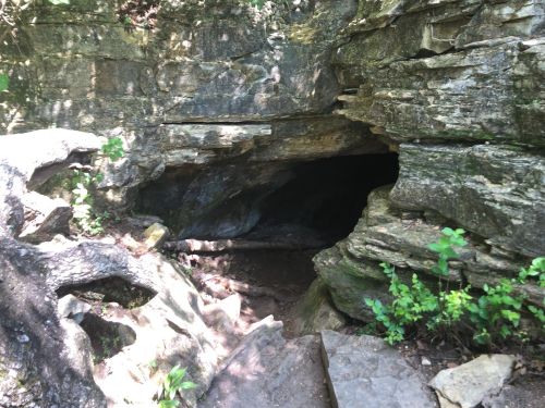 A rocky cave entrance surrounded by greenery and tree roots, leading into a dark interior.