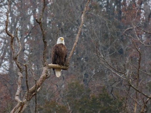 A bald eagle perched on a branch, surrounded by bare trees in a winter landscape.