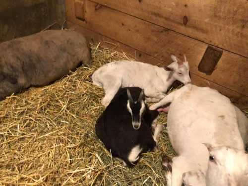 A cozy barn scene with a black goat and a white goat resting on straw, alongside two sheep.