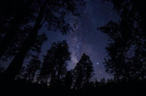 A starry night sky filled with the Milky Way, framed by silhouettes of tall trees.