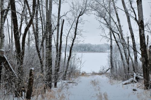 A snowy path through trees leads to a frozen lake, surrounded by a winter landscape.