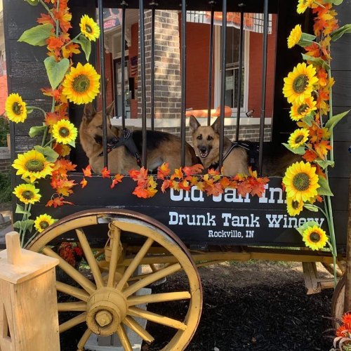 Two dogs sit inside a decorative cart adorned with sunflowers and autumn leaves at a winery.
