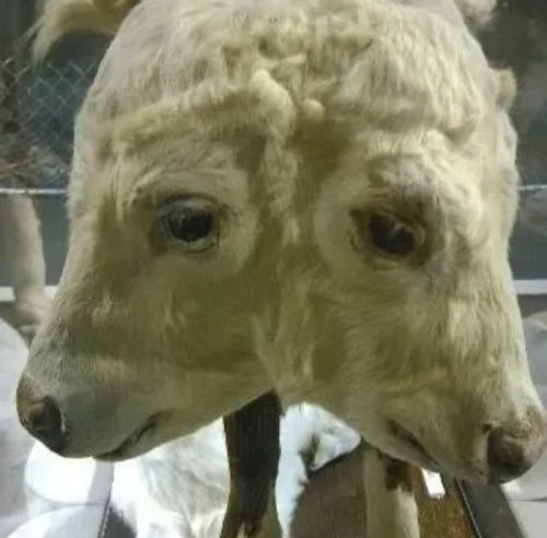 A mounted two-headed animal display, featuring two faces with fur and eyes, set against a glass case.