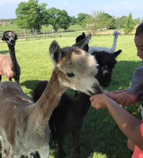 A child feeding a friendly llama in a grassy field, surrounded by other llamas and trees in the background.