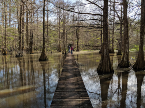 A wooden walkway through a flooded forest, surrounded by tall trees and calm water reflecting the scenery.