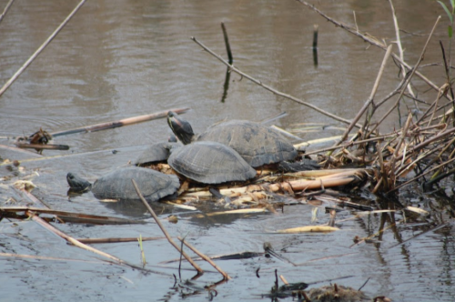 Three turtles basking on a log in a calm waterway, surrounded by reeds and branches.