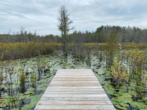 A wooden dock extends into a serene wetland filled with lily pads and surrounded by trees under a cloudy sky.