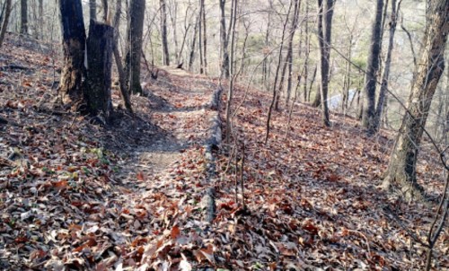 A winding dirt path through a forest, covered with fallen leaves and surrounded by trees.